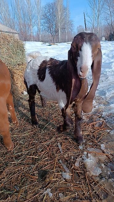 козлы: Продаю | Козлёнок | Камори | Для разведения — 4