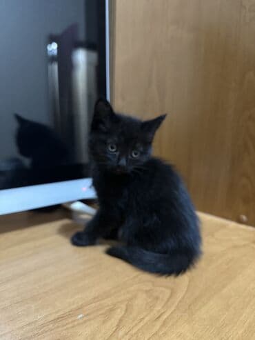 шотланская вислоухая кошка: Отдам в хорошие руки котят один (чёрный), пушистые, второй с белыми — 6