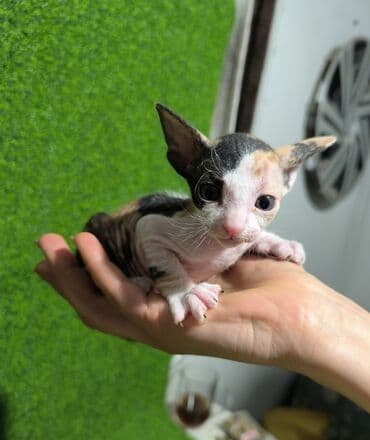 мексиканская голая собака: Порода: корниш-рекс В продаже котёнок- девочка, д/р 15/11/25. В — 2