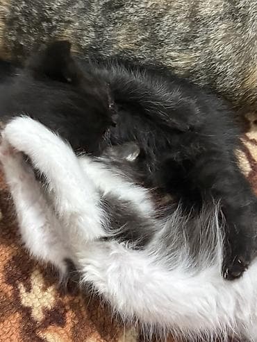 котята черные: Кошка даром: Беспородная, 2 месяца, Девочка, Приучена к лотку — 1