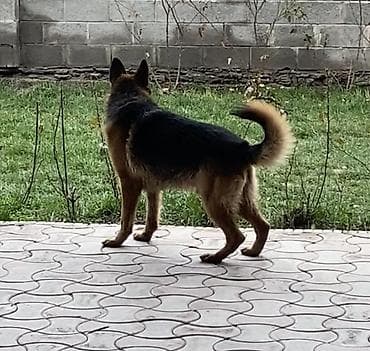 овчарка щенки: Немецкая овчарка, 2 года, Самец, С прививкой — 1