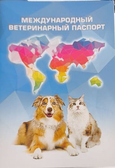хаски цена собаки: Бельгийская овчарка, 2 месяца, Самка, С прививкой, С родословной — 11