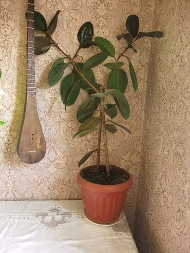 гортензия цены в бишкеке: Гибискус красный махровые и фикуси . Цена договорная количество — 1