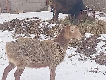 рабочие лошади: Продаю | Овца (самка) | Для разведения | Ярка — 2