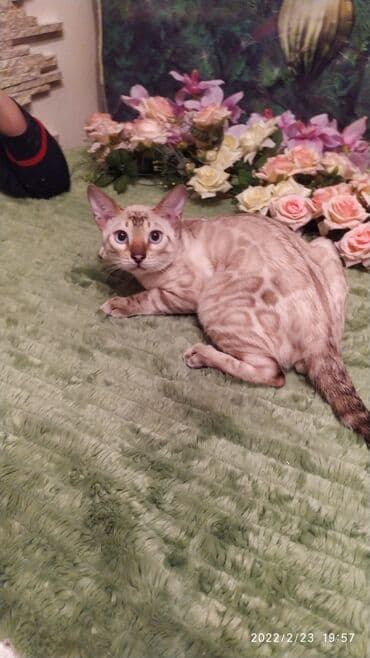 очень нужны: Друзья .Питомник бен гла мур с любовью предлагает вам котят — 16