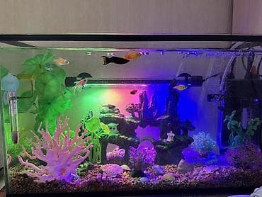 Башка жаныбарлар: СРОЧНО ПРОДАЮ аквариум 20литров с декором и с рыбками 7 штук входит — 3