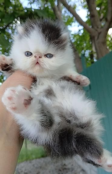 кошка мышык: Эксклюзив ! Настрящий персидский котёноккоторый может быть — 3
