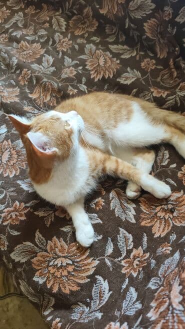 живые раки: Домашний кот, рыже-белый окрас (табби на рыжем фоне), короткошёрстный — 1