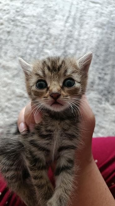 Котёнок 3-4 месяца, отдам в добрые руки бесплатно — 2