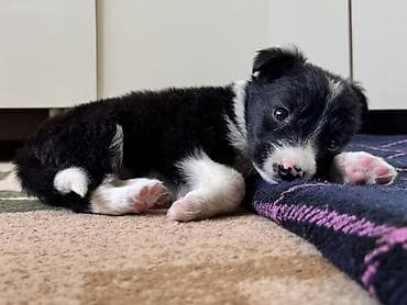 собака щенки: Колли, 1 месяц, Самка — 5