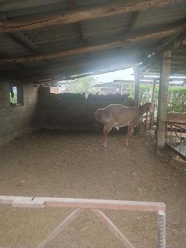 балык чарба: Сатам | Кочкор (эркек) | Көбөйтүү үчүн | Асыл тукумдуу — 3