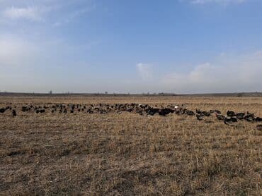 домик для кур: Продаю | Индюшка (самка), Индюшата | Черный принц, Северокавказская | На забой, Для разведения | Племенные — 24