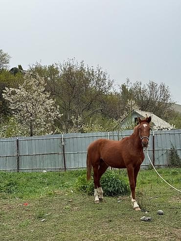 лошади улак: Продаю | Жеребенок | Полукровка | Рабочий — 1