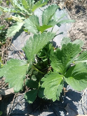 алоэ растение: Рассада садовой земляники (клубники) - Сильные розетки с хорошо — 3