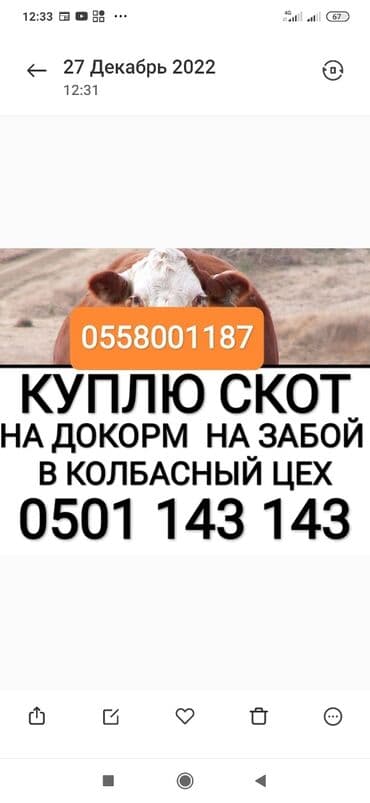 живые рыбы: Сатып алам | Жылкылар, аттар, Уйлар, букалар | Күнү-түнү, Бардык шартта, Союлган — 1