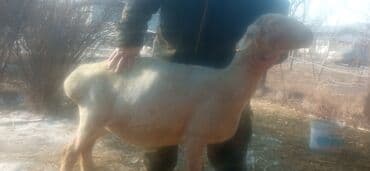 Продаю | Овца (самка), Ягненок, Баран (самец) | Гиссарская, Полукровка, Меринос | На забой, Для разведения, Для шерсти | Племенные, Котные, Кастрированные at lalafo.kg Продаю | Овца (самка), Ягненок, Баран (самец) | Гиссарская, Полукровка, Меринос | На забой, Для разведения, Для шерсти | Племенные, Котные, Кастрированные