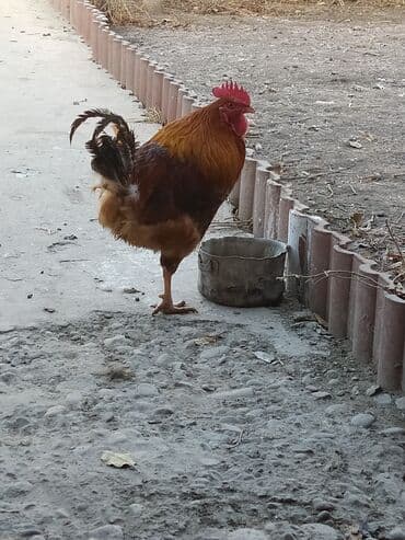 кошки город ош: Продаю | Петух | Для разведения — 2
