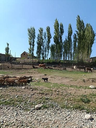 Аренда участков: 7 соток, Для строительства, Красная книга — 5