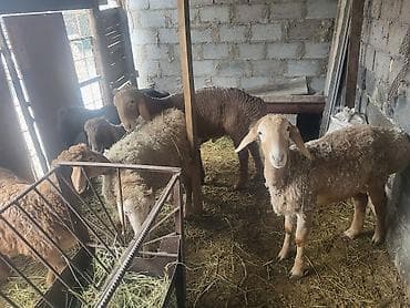 шкура баран: Продаю | Баран (самец) | Полукровка | Для разведения | Ярка — 3