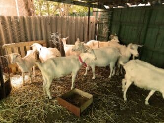 собака доберман цена: Продаю | Коза (самка), Козёл (самец) | Битал, Зааненская | Для разведения | Племенные — 21