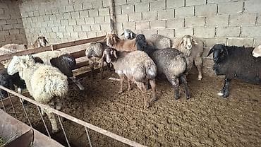 цетка для кур: Продаю | Овца (самка) — 2