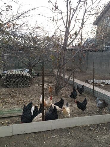 семена томатов купить в бишкеке: Домашние куриные яйца из частного подворья - Яйца от разновозрастного — 3