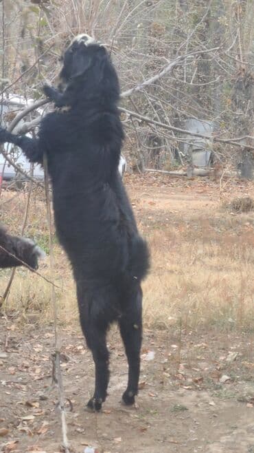 обмен на немецкую овчарку: Продаю | Коза (самка) | Для разведения | Осеменитель — 2