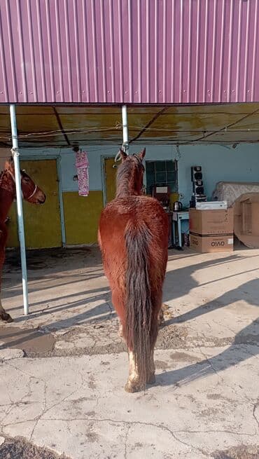 мышык бишкек: Сатам | Бээ (ургаачы) — 3