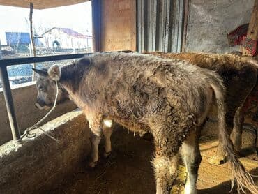 корова обмен: Продаю | Бык (самец) | Полукровка | На откорм | Привязанные — 3