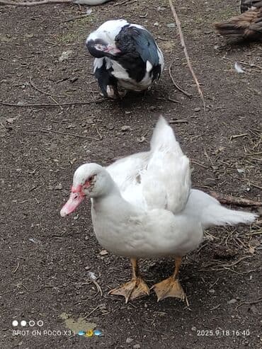 кумыс с медом бишкек: Индоутка :, 2 кг, 3 кг, 4 кг, Платная доставка, Бесплатная доставка — 5