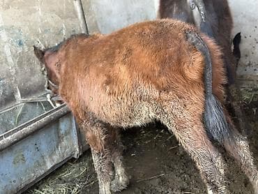 Продаю | Жеребенок | Для разведения | Племенные