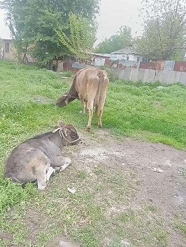 корм для домашних животных: Продаю | Корова (самка) | Полукровка | Для разведения | После отела — 1