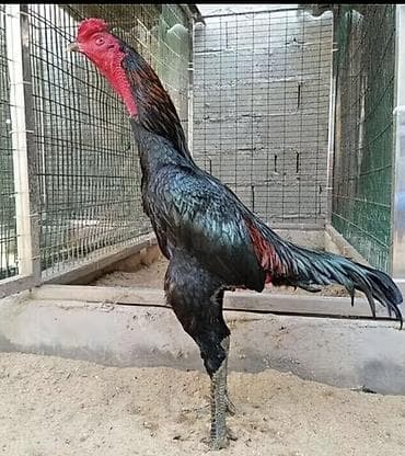 продам курей: Продаю | Петух | Бойцовая | Для разведения — 3