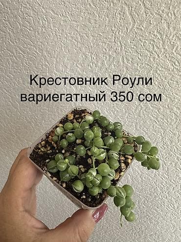на рынок: Укорененные черенки/отростки. Адрес 8 мкр — 10
