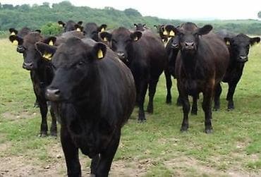 Продаю | Бык (самец) | Для разведения | Племенные