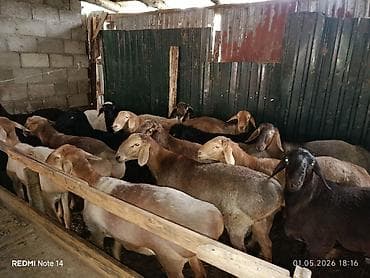 машина для стрижки овец: Продаю | Баран (самец) | Для разведения | Племенные — 5