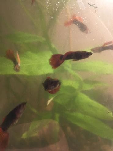 Балыктар: Продаю рыбок гуппи! Очень неприхотливы и просты в уходе! Для детей — 4