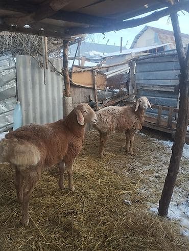 сиамская ориентальная кошка: Продаю | Баран (самец) | Арашан | Для разведения | Племенные — 3