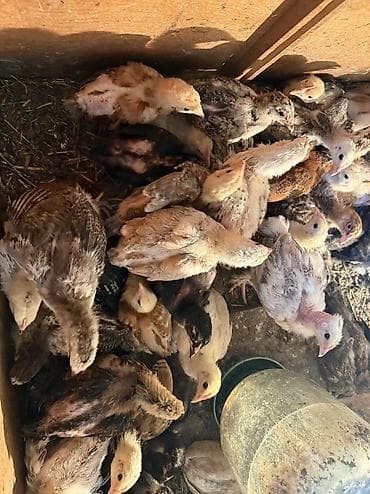 купить кошку бишкек: Продаю | Цыплята | Домашняя | На забой, Для разведения, Несушки — 7