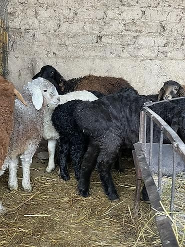 стригальный аппарат для овец: Продаю | Ягненок | На забой, Для разведения — 4