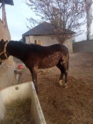 Аквариумы: Продаю | Жеребец — 2