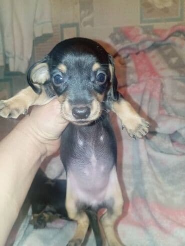 купить элитного щенка немецкой овчарки: Продаются щенки породы таксы, полтора месяца, две девочки — 8