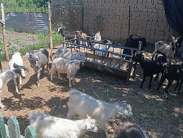 кости собакам: Продаю | Коза (самка), Козёл (самец), Козлёнок | Полукровка, Нубийская | На забой, Для разведения, Для молока | Племенные, Котные, Осеменитель — 3