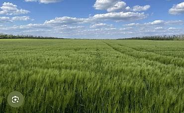 московская карпинка: 30000 соток, Для сельского хозяйства — 1