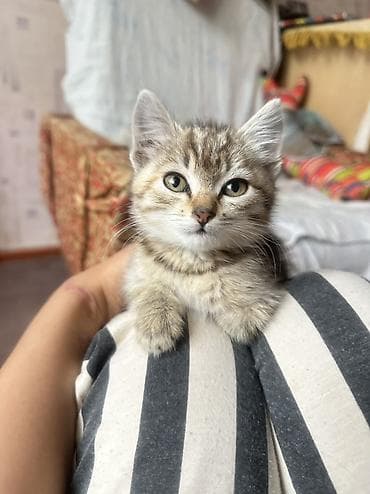 подвеска кошка: Кошка даром: Беспородная, 2 месяца, Девочка, Приучена к лотку — 10