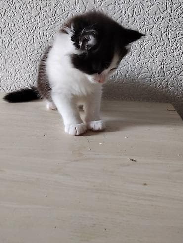 бала мышык: Пушистые котята ищут добрых и заботливых хозяев. Им 1,5 месяца. Едят — 3