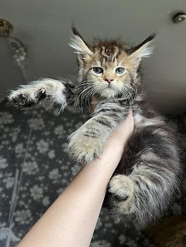 коты белый: Мейн-кун, 2 месяца, Девочка, Приучена к лотку, Проглистована, С документами — 7
