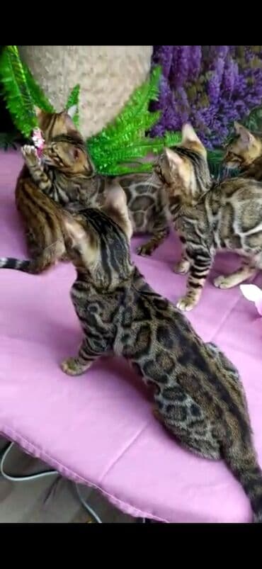 новорожденные котята: Бенгальские котята Проф.Питомник Бен Гла Мур предлагает.чудесных — 21