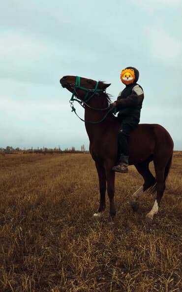 миска для животных: Продаю | Кобыла (самка) | Полукровка | Рабочий — 2