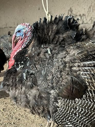 яйцо индейки для инкубации: Продаю | Индюк (самец) | Для разведения | Племенные — 5